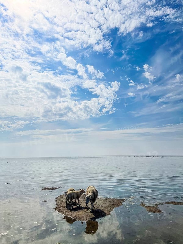 Sheep standing on a piece of land at the beginning of the tide in the Wadden Sea near Terschelling