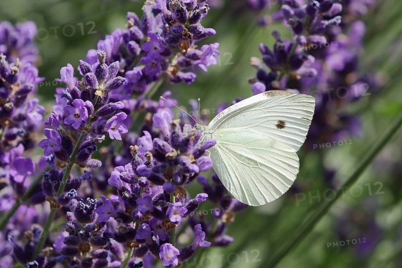 Small white