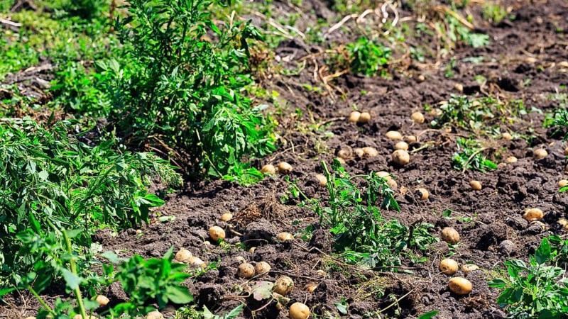 Potato field