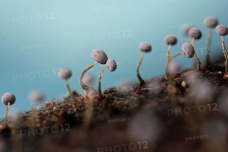 Yellow-grey stalk some fruiting bodies with brownish curved stems and grey hats on tree trunk against blue sky