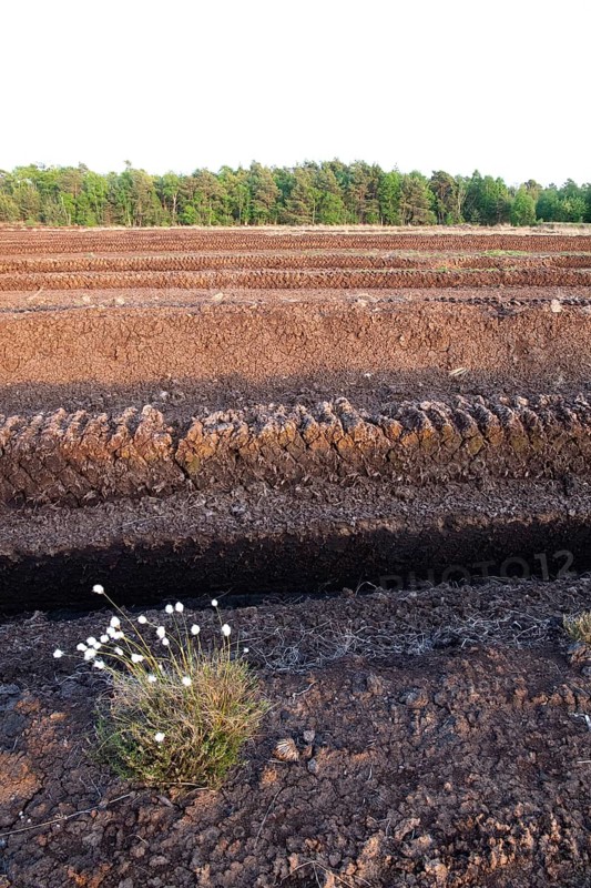 Peat cutting