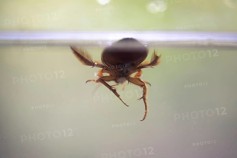 Great diving beetle