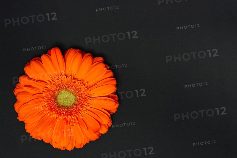 Orange gerbera flower dark table
