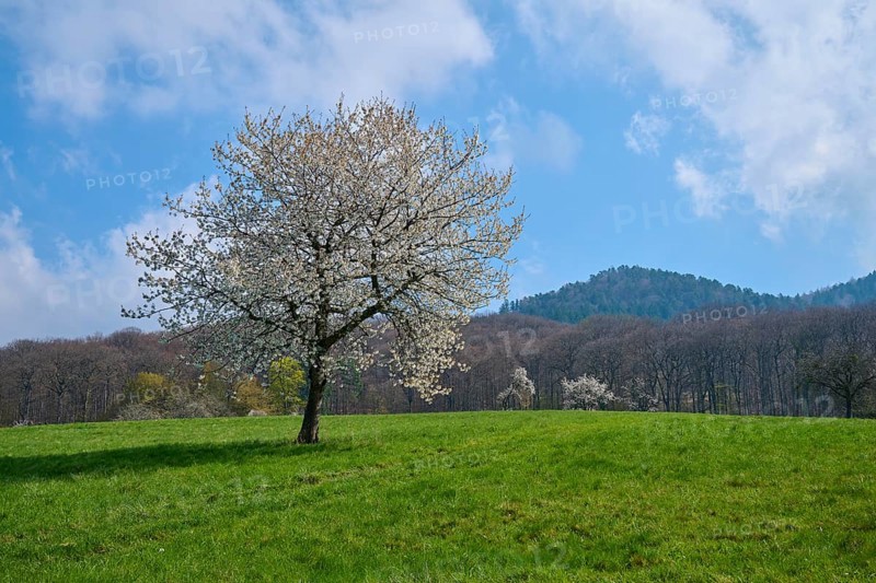 Cherry tree