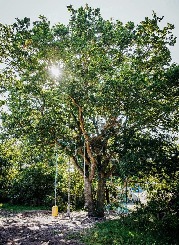 Tree with ropes to climb and swing