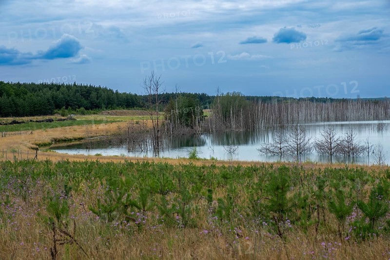 Trees planted for the recultivation of Lake Senftenberg