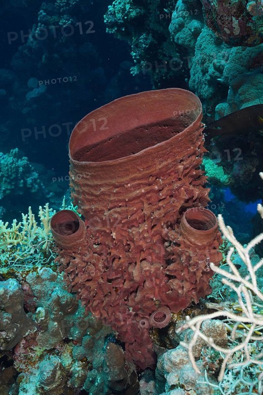 Spiny tube sponge