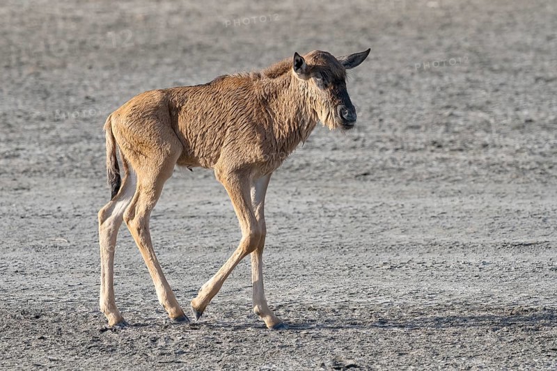 Wildebeest