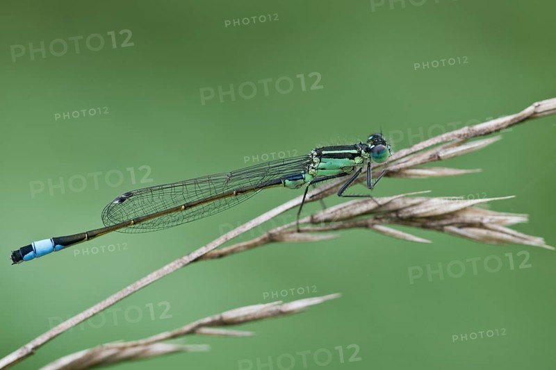 Blue-tailed damselfly
