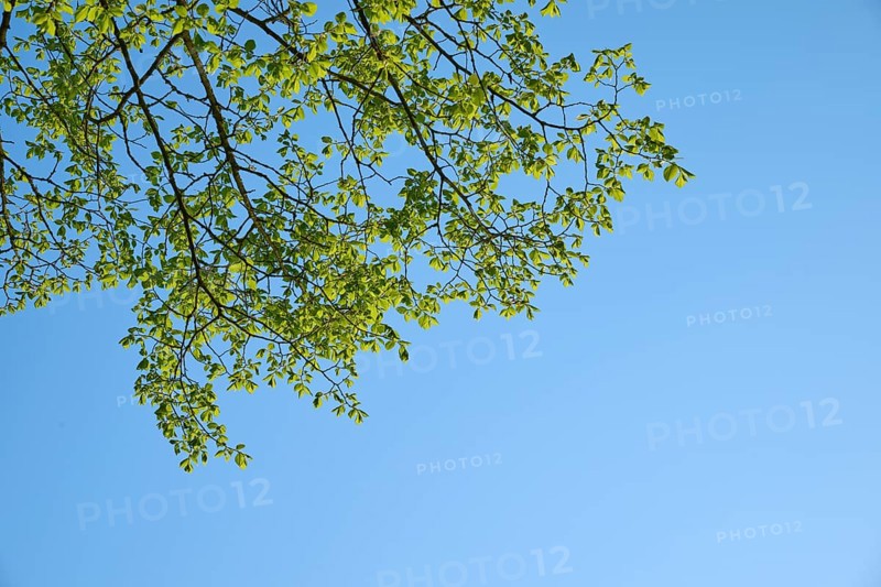 Hornbeam