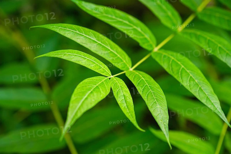 China-sumac