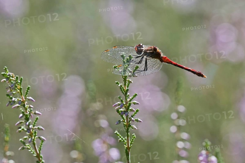 Vagrant darter