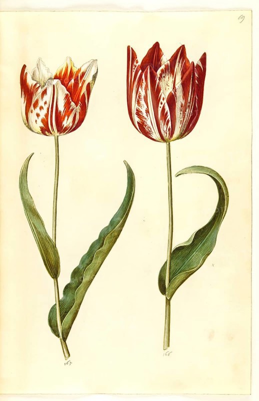 Garden tulip