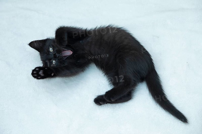 Nine-week-old black kitten lying on floor