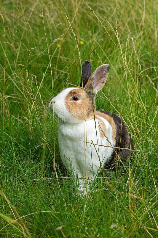 Dutch rabbit sitting in the grass