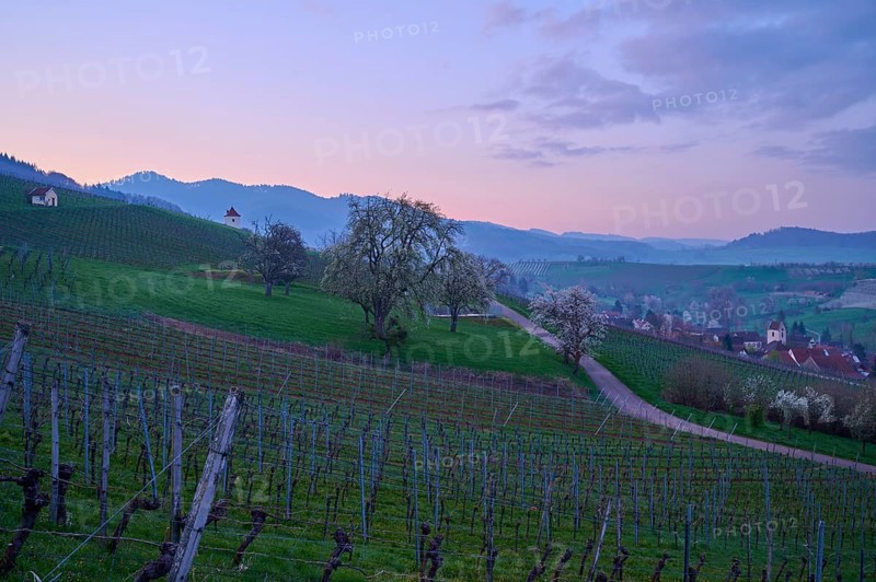 Vineyards