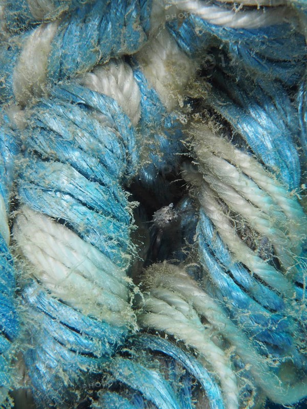 A sabre-toothed blenny