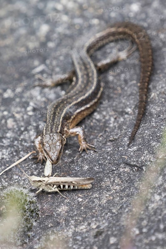 Viviparous lizard