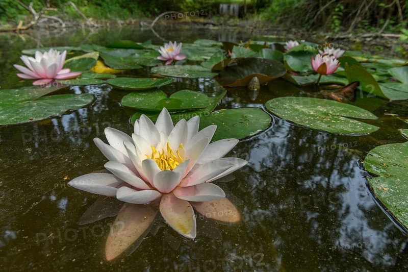 Water lily blooming in a pond. Bas-Rhin