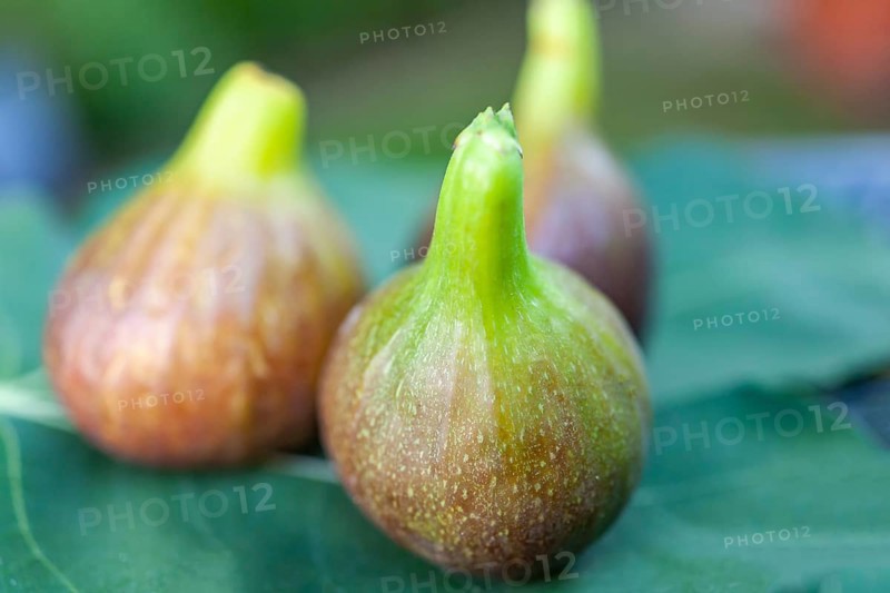 Ripe figs on fig leaf