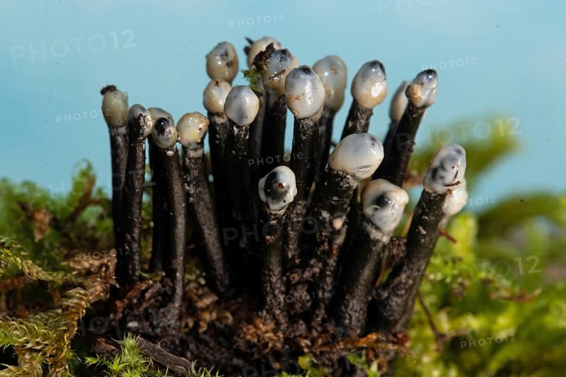 Conidia black cup secondary fruit form several black rough stems and egg-shaped milk-white heads next to each other on tree stump with green moss against blue sky