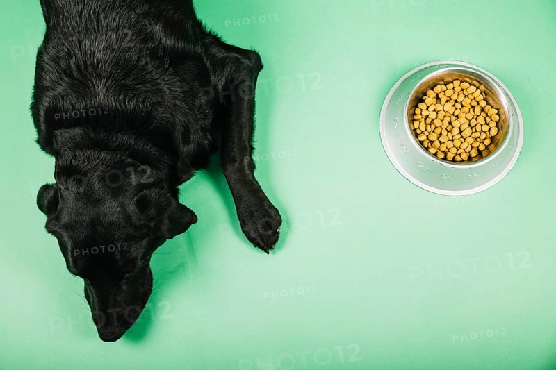 From dog near food