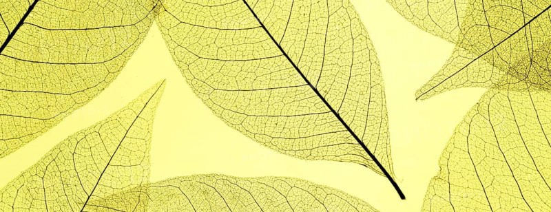 Top view colored translucent leaves