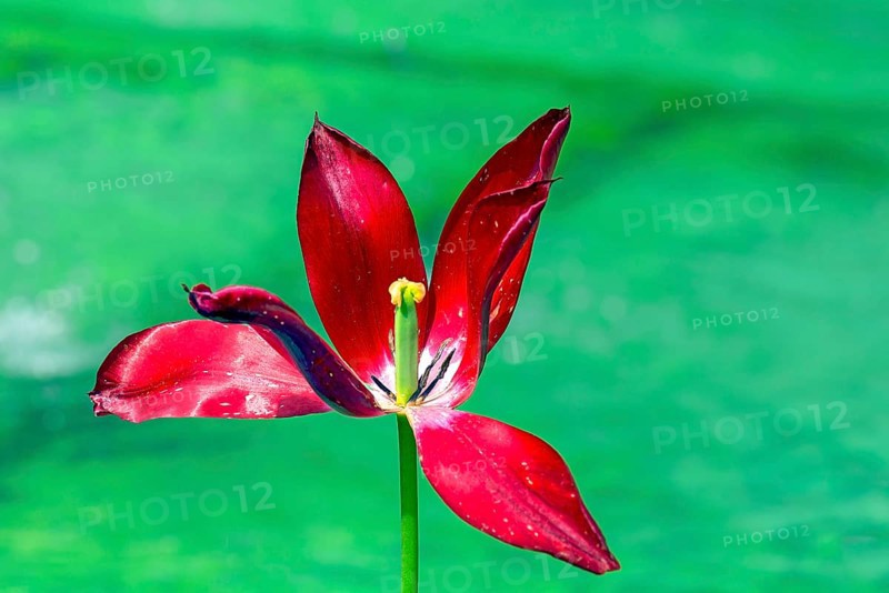 Faded tulip blossom