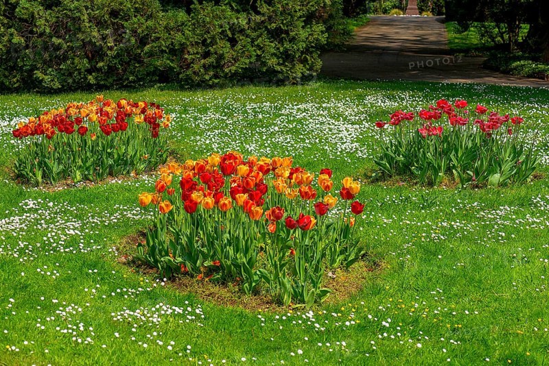 Tulips