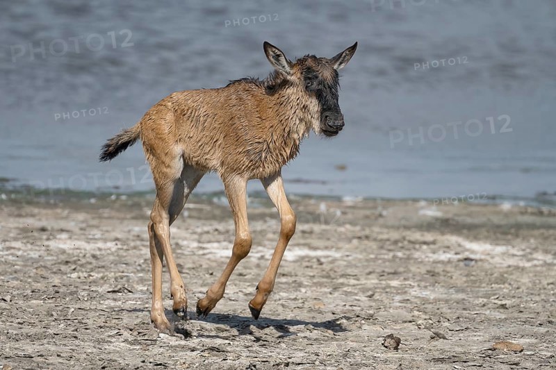 Wildebeest