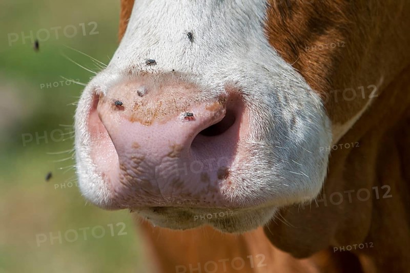 Flying on a cattle mouth