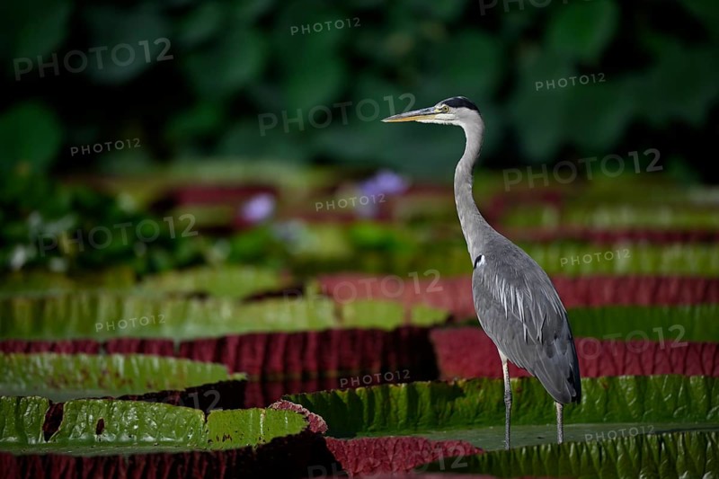 Grey heron