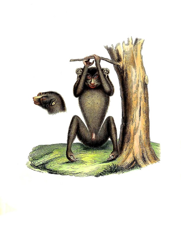 Mammals