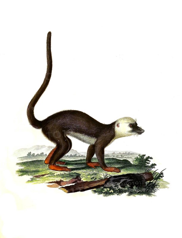 Mammals