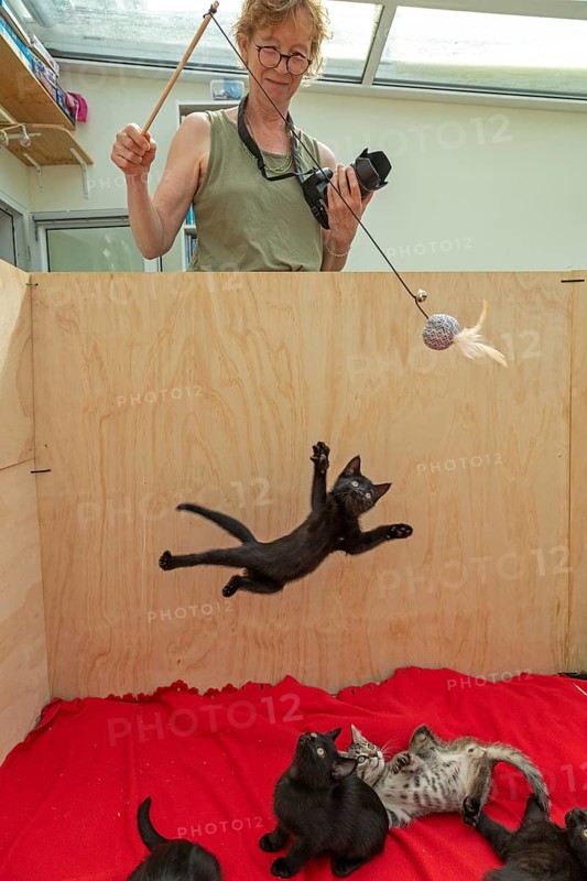 Woman makes nine-week-old kitten jump