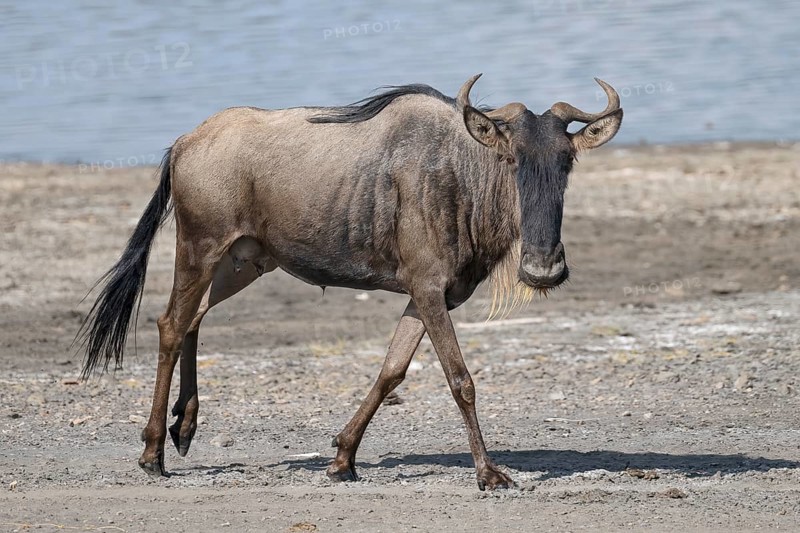 Wildebeest