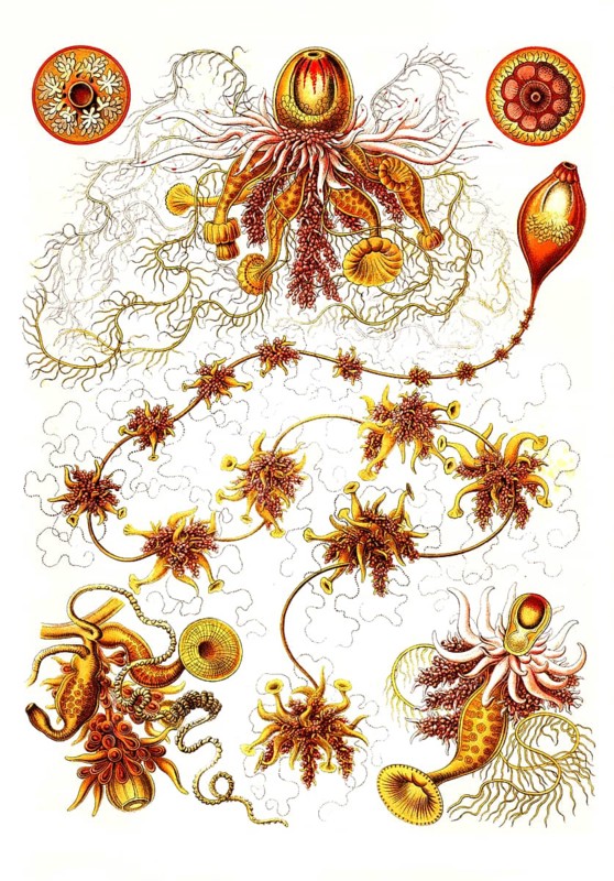 Siphonophores