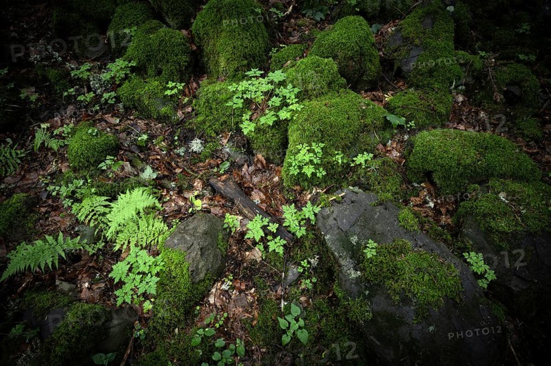 Fern and moss-covered rocks