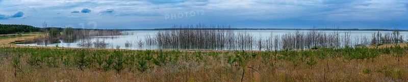 Trees planted for the recultivation of Lake Senftenberg