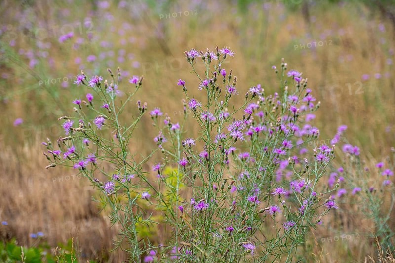Spotted knapweed