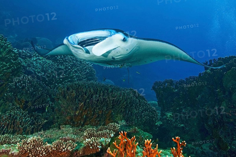 Giant ray reef manta ray