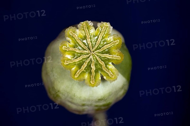 Capsule of the opium poppy