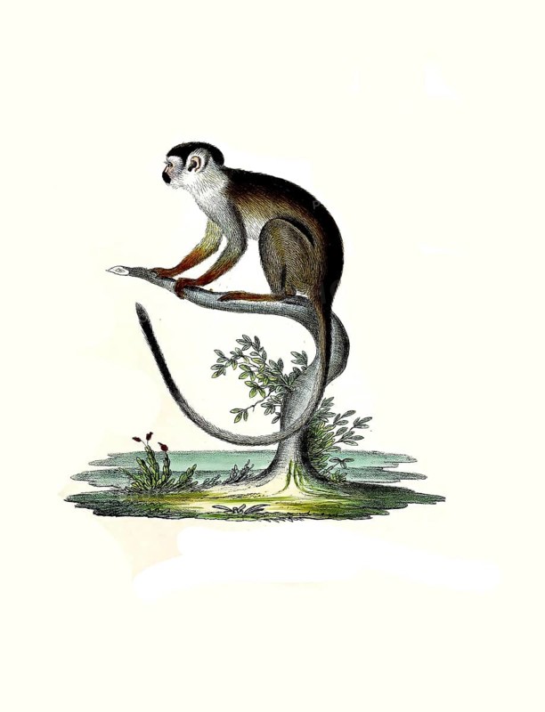 Mammals