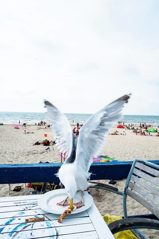 A seagull steals food from the plate of a beach restaurant by the sea