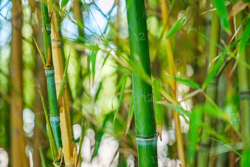 Bamboo stems and leaves in the bamboo grove close up on sunny day background