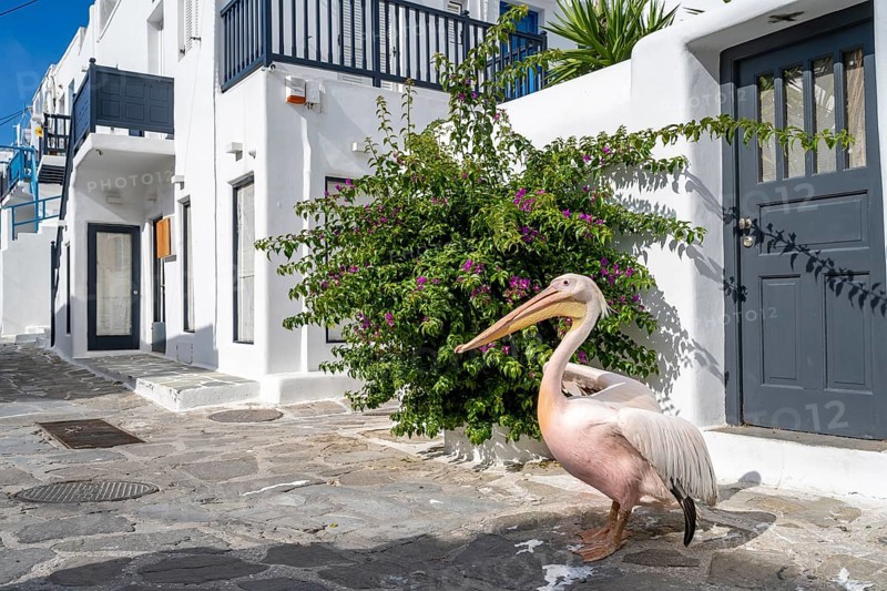Pelican Petros
