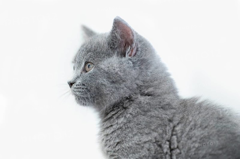 British Shorthair male
