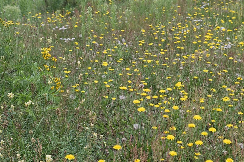 Wildflower meadow with hawkweed