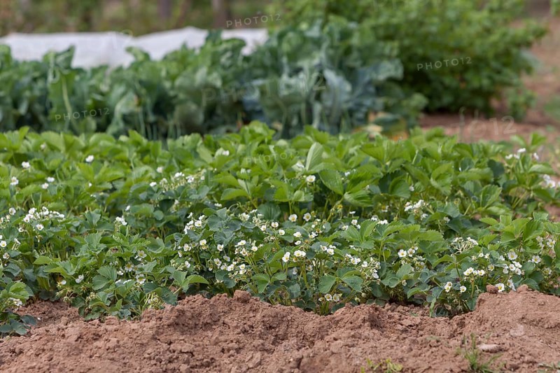 Strawberry plants in a vegetable field