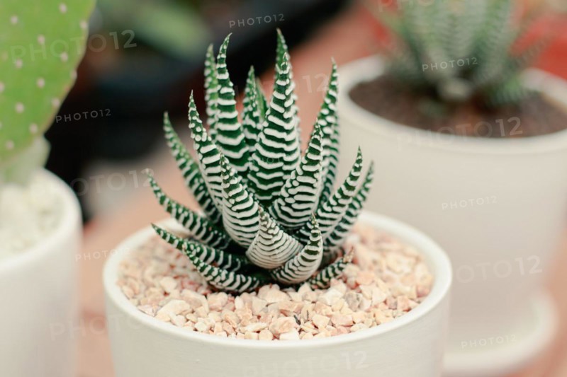 Zebra plant or Haworthia fasciata in a small white pot